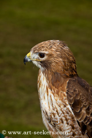 Thame Country Show Birds Of Pray 1406.jpg