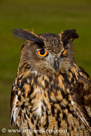 Thame Country Show Birds Of Pray 1407.jpg