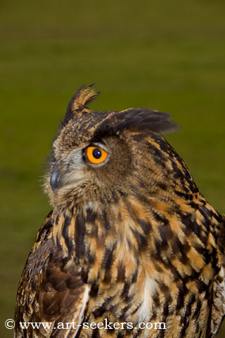 Thame Country Show Birds Of Pray 1408.jpg