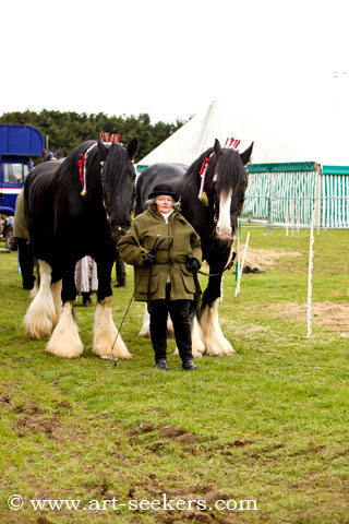 Thame Country Show Shire Horses 1403.jpg