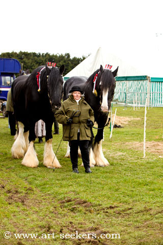 Thame Country Show Shire Horses 1403.jpg Thame Country Show Shire Horses 1403.jpg