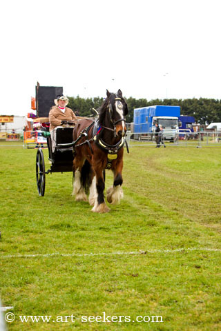 Thame Country Show Shire Horses 1411.jpg Thame Country Show Shire Horses 1411.jpg