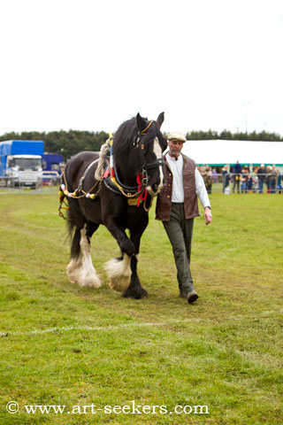 Thame Country Show Shire Horses 1412.jpg Thame Country Show Shire Horses 1412.jpg