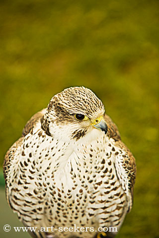 Thame Country Show Birds Of Pray 1597.jpg