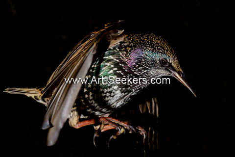 IMG 1373 Art Seekers 480.jpg IMG 1373 Art Seekers 480.jpg