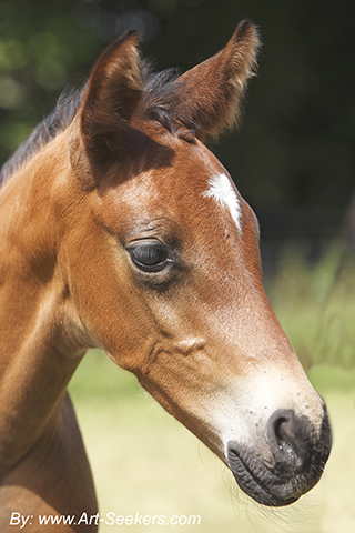 Equine photography in Amersham Buckinghamshire Chilterns UK