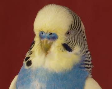 Click here to visit our art galleries