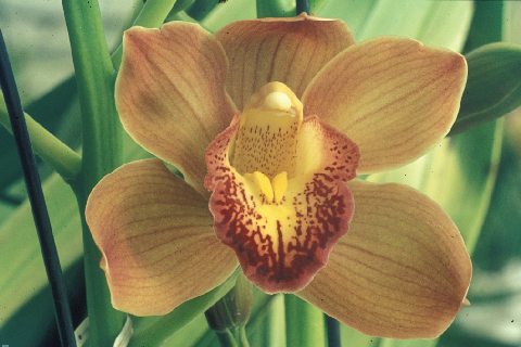 Digitally enhanced image to allow increased resolution / larger prints