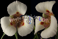 Digitally enhanced image to allow increased resolution / larger prints