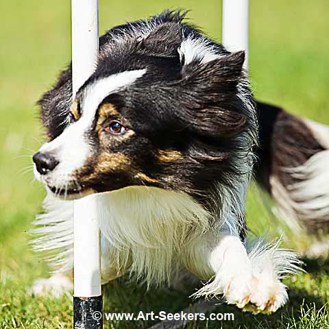 Dog agility show, Photography by www.art-seekers.com
